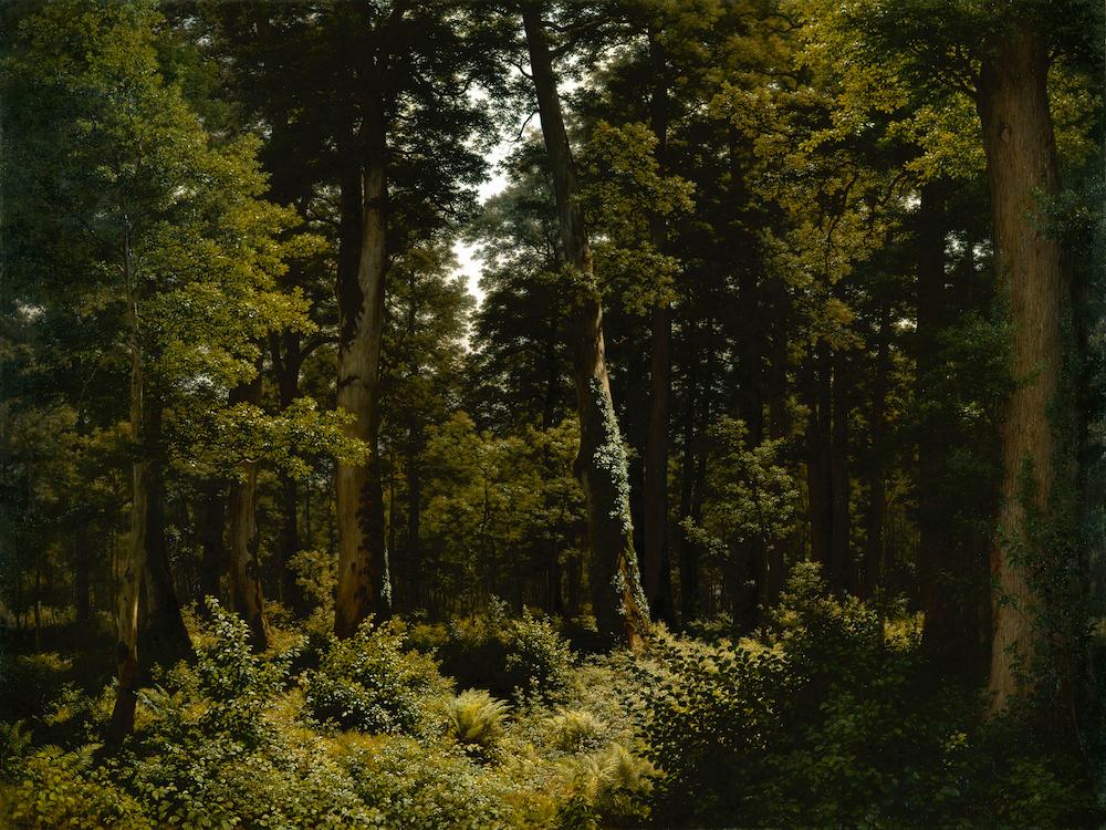 Der Eichenwald